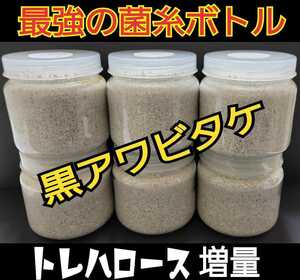 貴重！黒アワビタケ菌糸ボトル 500ml 初令、2令に最適なサイズ☆クリアボトルで中身が良く観察できる☆クヌギ100％原料☆オオクワに抜群！