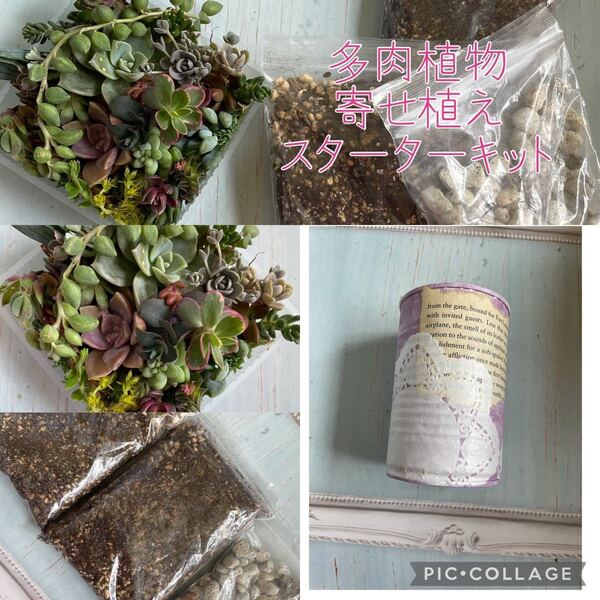 多肉植物 寄せ植えスターターキット リメ缶・苗アソート・専用土 お家時間にどうぞ 初心者様向け