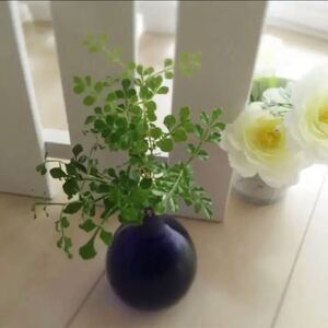 シマトネリコ 抜き苗