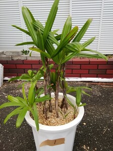 カンノンチク 観音竹 観葉植物 1