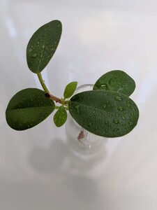 【送料無料】観葉植物 パンダガジュマル カット 苗 発根済