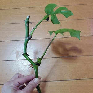 姫モンステラ カット苗 4