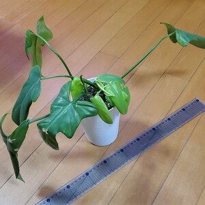 フィロデンドロン パンドラライム A