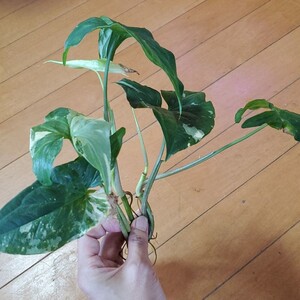 シンゴニウム シンゴニューム フレンチマーブル カット苗 3本 3