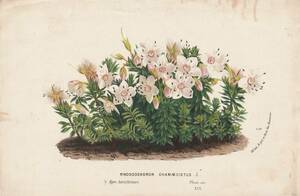 フランスアンティーク 博物画 植物画『RHODODENDRON　CHAMAECISTUS』 多色刷り石版画　ボタニカルアート