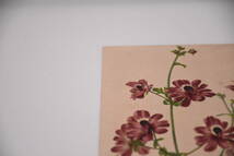 フランスアンティーク 博物画 植物画『Sachianthus pinnatus oculatus』 多色刷り石版画　ボタニカルアート_画像3