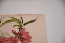 フランスアンティーク 博物画 植物画『A　MYGFALUS　PERSICA』 多色刷り石版画　ボタニカルアート_画像4
