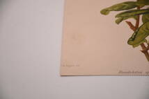 フランスアンティーク 博物画 植物画『Rondeletia speciosa』 多色刷り石版画　ボタニカルアート_画像5