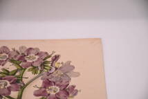 フランスアンティーク 博物画 植物画『TROPOEOLUM　AZUREUM　GRANDOIFLORUM』 多色刷り石版画　ボタニカルアート_画像4