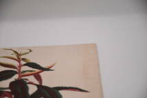 フランスアンティーク 博物画 植物画『EtatsUnis』 多色刷り石版画　ボタニカルアート_画像4