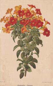 フランスアンティーク 博物画 植物画『Steptosolen　Jamesoni』 多色刷り石版画　ボタニカルアート