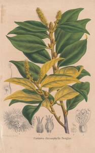 フランスアンティーク 博物画 植物画『Castanea　chrysophyIIa Douglas』 多色刷り石版画　ボタニカルアート