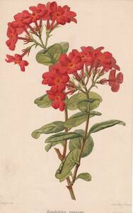フランスアンティーク 博物画 植物画『Rondeletia speciosa』 多色刷り石版画　ボタニカルアート