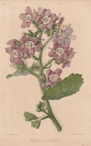フランスアンティーク 博物画 植物画『Wigandia macrophylla』 多色刷り石版画　ボタニカルアート