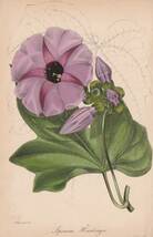 フランスアンティーク 博物画 植物画『紫のお花』 多色刷り石版画　ボタニカルアート_画像1