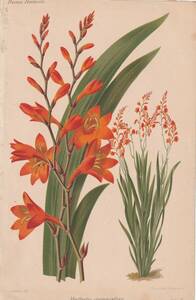 フランスアンティーク 博物画 植物画『Montbretia crocosmiceflora』 多色刷り石版画　ボタニカルアート