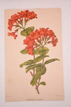 フランスアンティーク 博物画 植物画『Rondeletia speciosa』 多色刷り石版画　ボタニカルアート_画像2