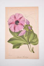 フランスアンティーク 博物画 植物画『紫のお花』 多色刷り石版画　ボタニカルアート_画像2
