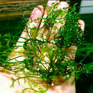 水草*ボルビティス・ヒュデロティ(チビ株セット)