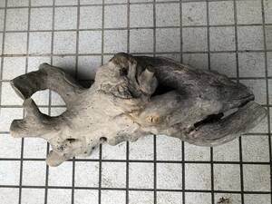 レア　トッコ　置物　動物の骸骨のような形　検索用　流木トッコ　インテリア アンティーク　根っこ