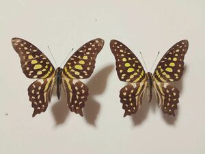 蝶標本　ベトナムのコモンタイマイ