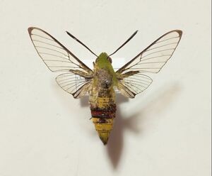 蛾標本　オオスカシバ　ベトナム