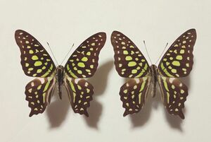 蝶標本　タイのコモンタイマイ