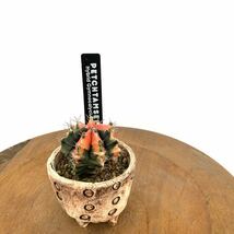 (現品) ギムノカリキウム ペッタムシィー (No.61725) (ペッタムシー 斑入り 綴化 Gymnocalycium)_画像1