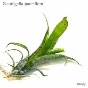 ネオレゲリア パウシフローラ (タンクブロメリア Neoregelia pauciflora)