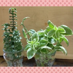 挿し木の季節♪☆多肉植物 カット苗 星の王子&斑入りベビーサンローズ 大きめ8本☆