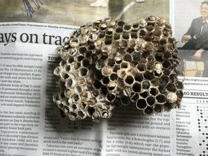 セグロアシナガバチ　蜂の巣