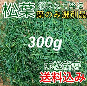 【厳選葉のみ選別】岩手県産 天然 松葉 300g 新芽 無農薬 松茸の産地 赤松