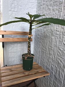 3 プルメリア挿木苗 ★おまけハイビスカス苗付き★