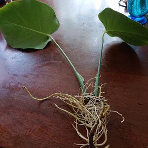 観葉植物 モンステラ苗 1株②小傷あり。