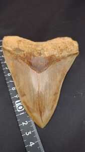 メガロドン サメの歯　約13.1cm　 207グラム　超美麗セレーション　ブラウン系 　化石 インドネシア産　bb513923