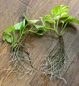 観葉植物 ポトス 発根済み2本