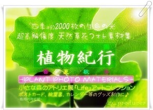 超高画質■写真2000点/大自然フォト素材集 花 植物＆森の動物達　☆☆【送料無料】☆☆