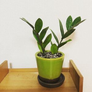 ザミオクルカス ザミフォーリア 鉢植え