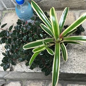 観葉植物 ネオレゲリア&ペリオニア