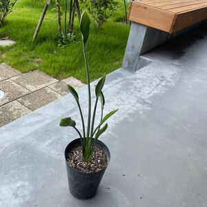 送料込み ストレリチア ノンリーフ 観葉植物