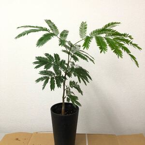 エバーフレッシュ 苗木 抜き苗 現品A