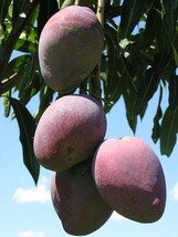 世界美食探究　セブ島　マンゴー切り落とし　1ｋｇ（250ｇ×4袋）　　【訳あり　お得　大特価　mango　不揃い】_画像3