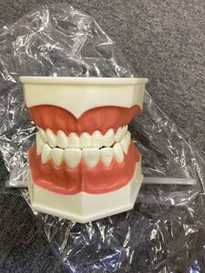 歯ブラシ指導用歯牙模型