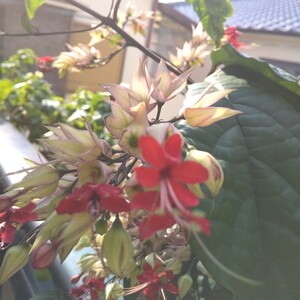 紅源平葛 抜き苗 1本
