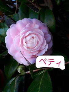 専用ページ