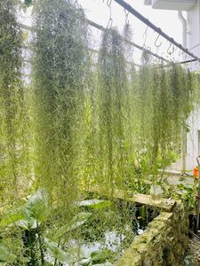 Tillandsia ウスネオイデス 細葉グリーン 2束セット エアプランツ スパニッシュモス