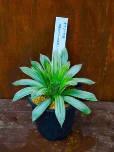 多肉植物 ハオルチア・オブツーサ錦2寸1株