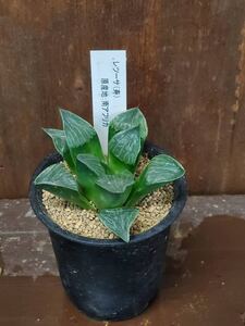 多肉植物 ハオルチア・レツーサ2寸1株