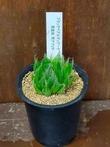 多肉植物 ハオルチア・ブラックベアルディアーナ2寸1株