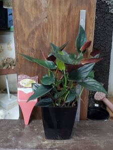 観葉植物 シンゴニウム・チョコレート4寸プラスチック鉢